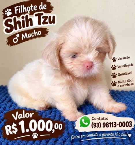 Shitzu filhote macho Pronta entrega