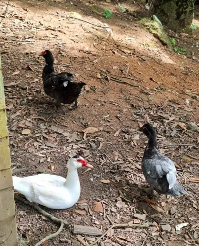 Pato