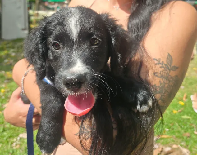 Doa-se cãozinho macho