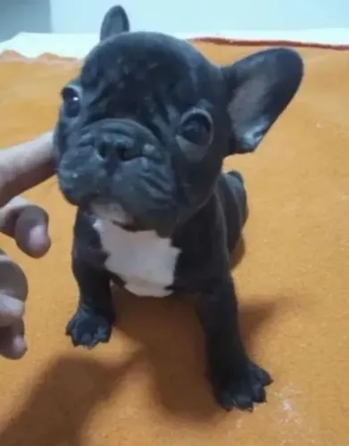 Filhote de bulldog francês o queridinho dos apaixonados por cachorro