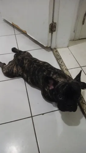Venda de bulldog francês com pedigree.