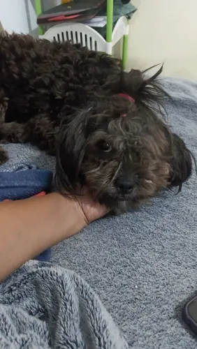 Cachorro lhasa apso