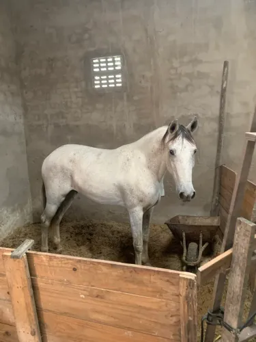 Cavalo de macha picada 