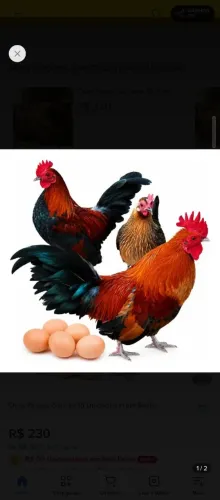 Galinhas
