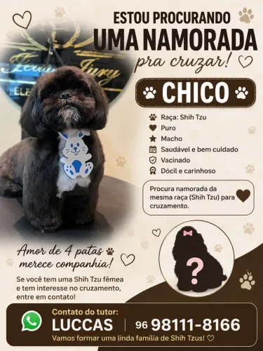 Shihtzu procurando uma NAMORADA/CRUZAR