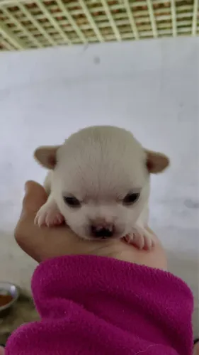 Chihuahua Pedigree CBKC