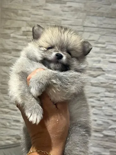 Spitz Alemão Anão