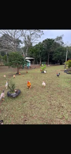 Galinhas