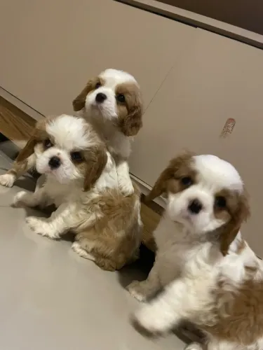 Cavalier fêmea e machinho