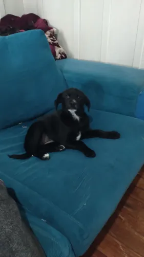 Doação de filhote