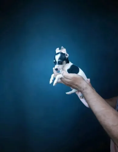 Pinscher Macho e Fêmea - Uma Dupla Cheia de Energia