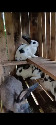 Vende -se coelhos