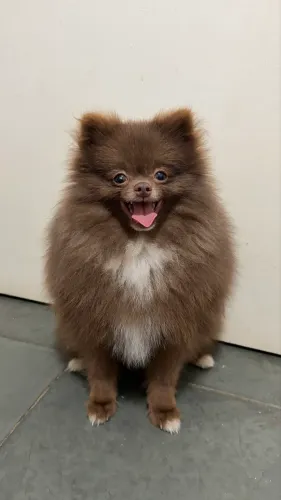 Lulu da Pomerânia Macho para Cruzar
