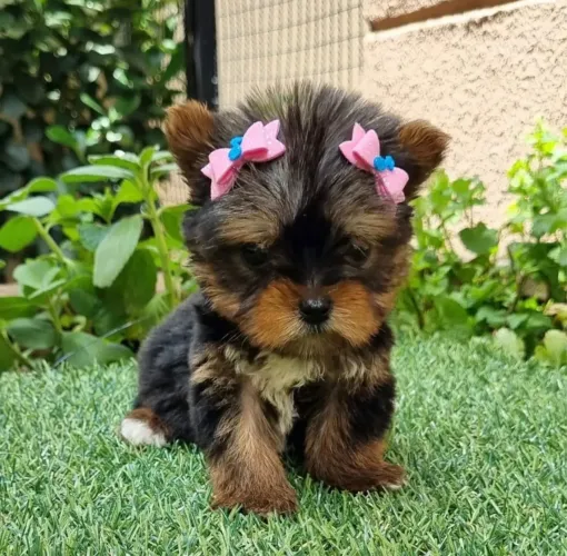 Yorkshire Padrão Perfeito Microchip e pedigree 