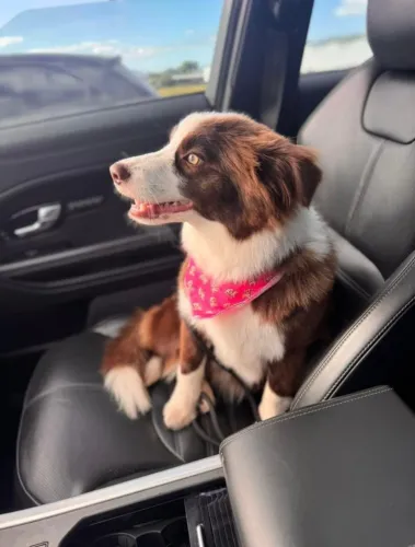 O cão perfeito para famílias ativas: Border Collie!