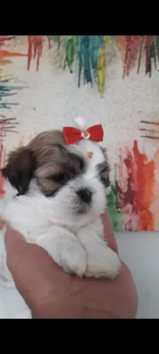 Melhor companhia filhote de shitzu mini fêmea prontinha para um novo lar