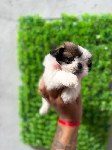 Shih tzu machinhos mini - Parcelo em até 12x. 