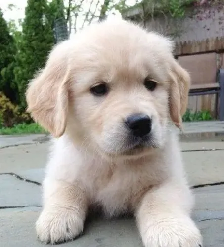 Golden Um cachorrinho que vai trazer mais calor para sua casa