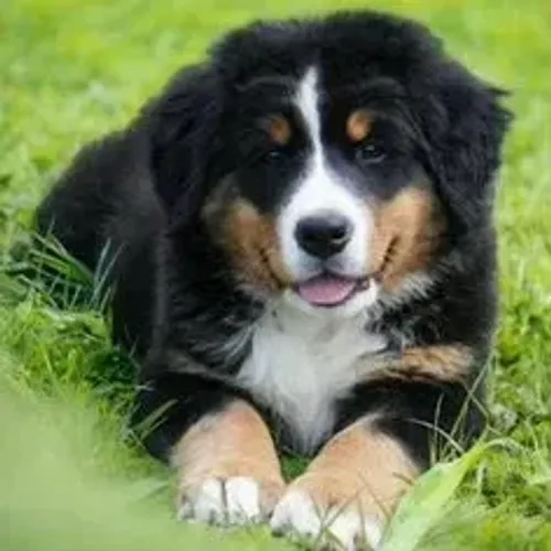 Bernese Mountain Dog,Bernese Mountain Dog Filhote Vacinado e Vermifugado