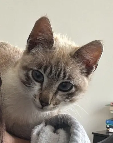 Adoção de Gato Filhote - Responsável