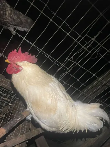 Galos troco por angolista