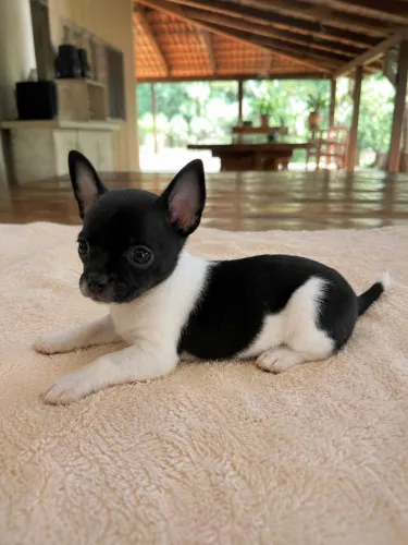 Chihuahua - PC
