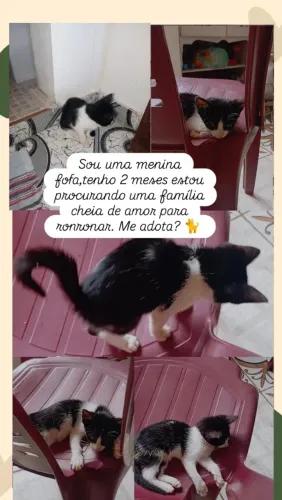 Doação de Gatos 