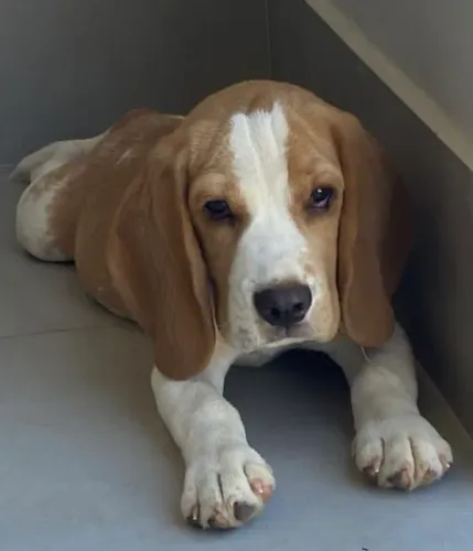 Beagles tricolor/bicolor