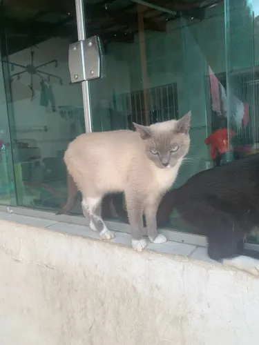 Gato para doação 
