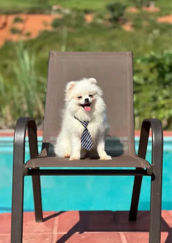 Spitz alemão anão Ursinho
