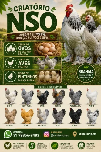 Ovos e aves brahmas 