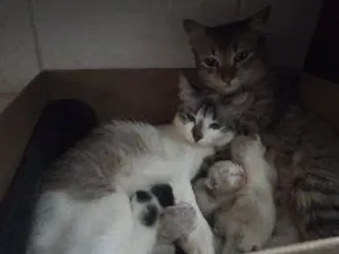 Filhotes de gatos