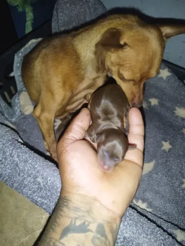 Pinscher 0 chocolate ?
