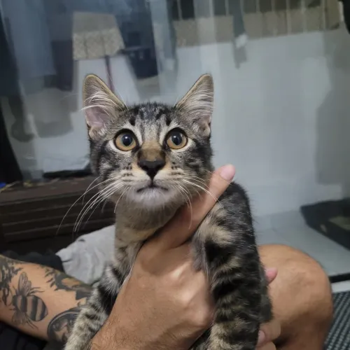 Adoção Responsável Gatinho Macho