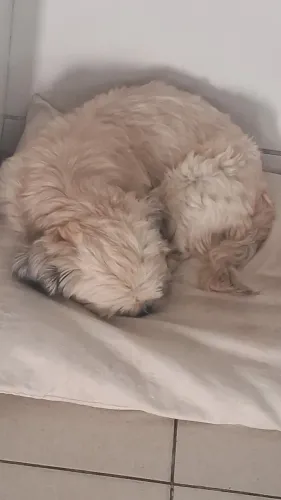 Cachorro
