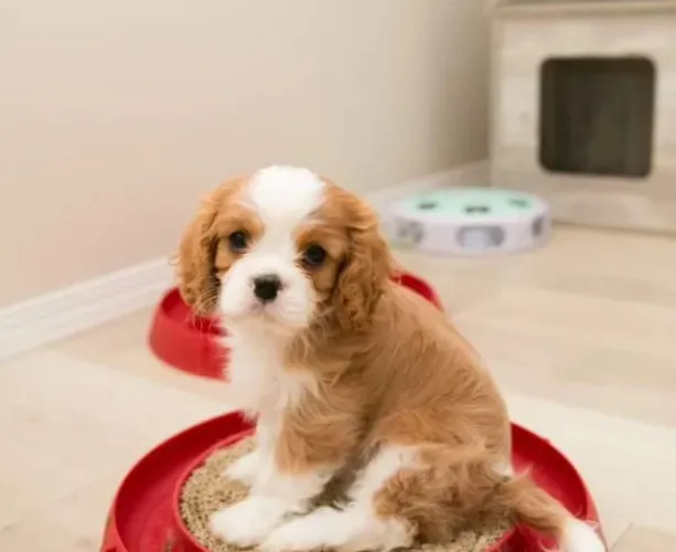 Cavalier King | Loja Física + Suporte Pós-Venda