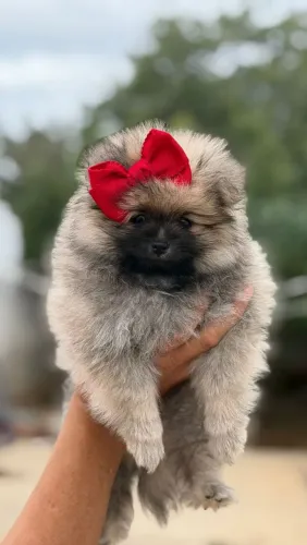 Uma brilhante femea  de spitz