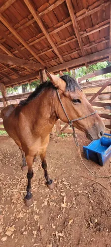Cavalo castanho