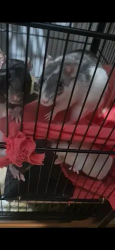 Vendo Rato twister aproximadamente 4 meses