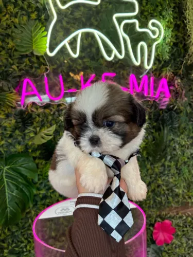 Shih tzu belíssimo macho !!!
