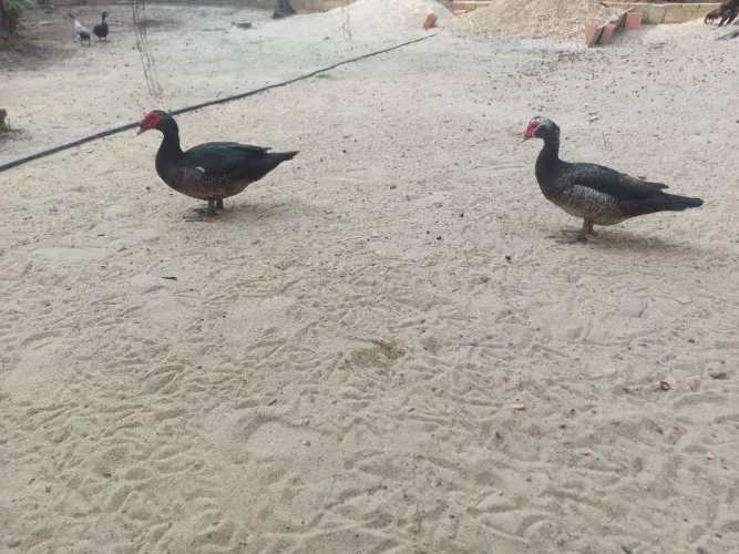Pato adulto para venda 