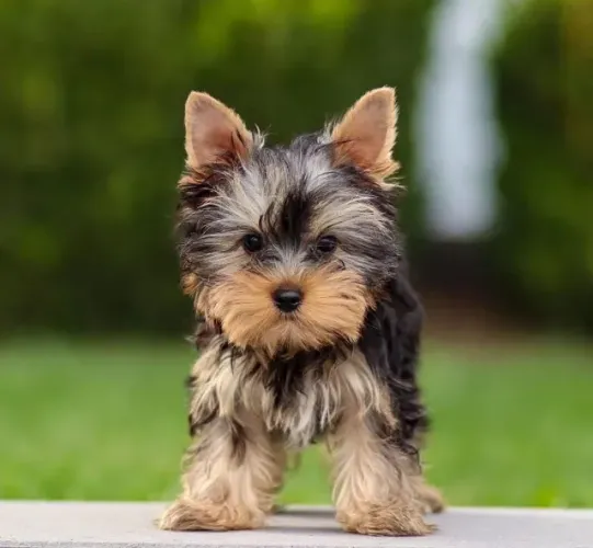 Baby yorkshire com linda pelagem sedosa e linhagem selecionada