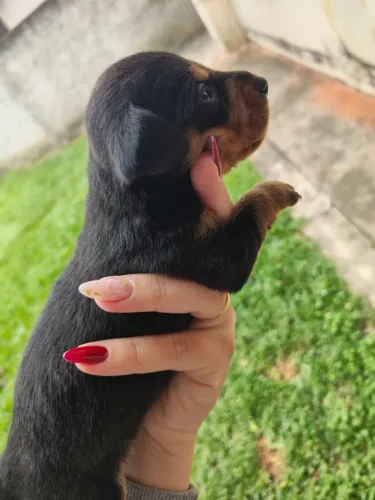 Filhotes Basset Macho