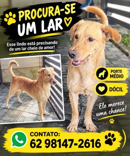 Cachorro Macho Doação 