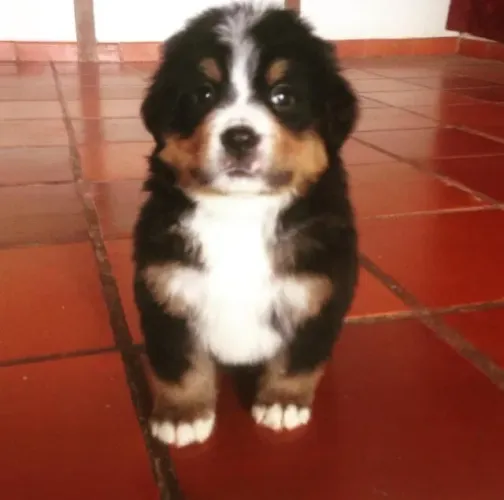 Filhotes de Bernese | Filhotes que conquistam com seu jeito cheio de vida!