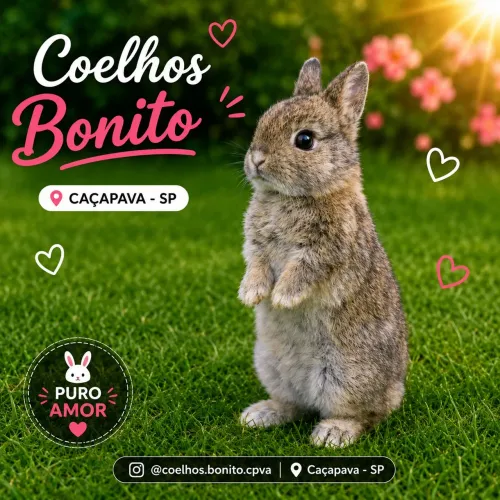 Coelho anão Dwarf agout