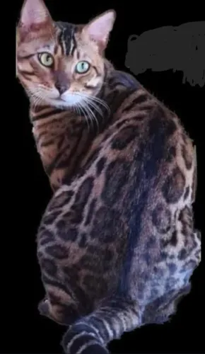 Bengal