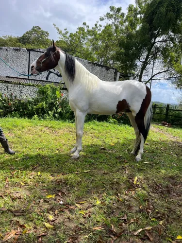 CAVALO PAMPA REGISTRADO TOP DE PICADO