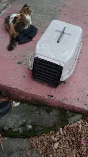 Caixa transporte Gatos 