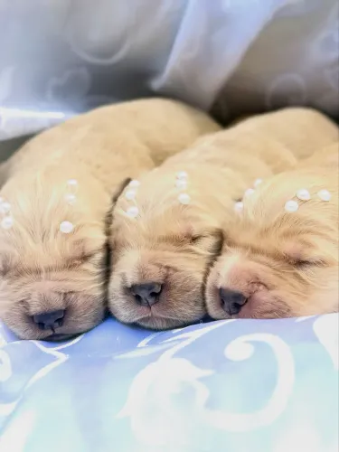 Golden retriever 